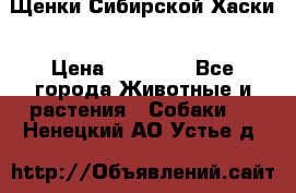 Щенки Сибирской Хаски › Цена ­ 20 000 - Все города Животные и растения » Собаки   . Ненецкий АО,Устье д.